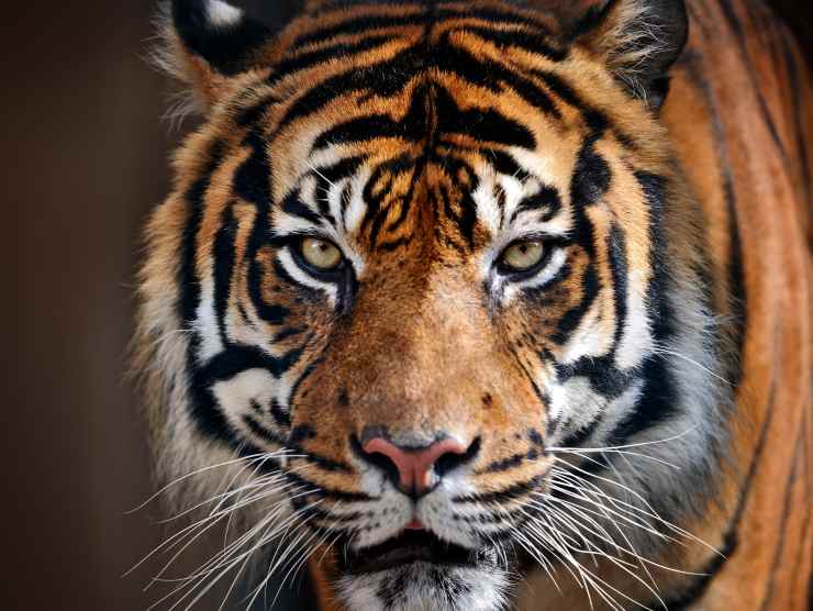 Una Tigre (crmag.it)