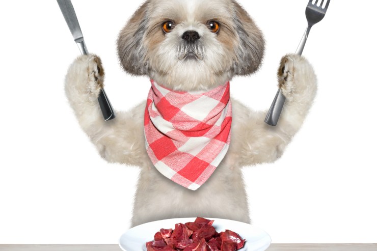 Dieta casalinga cani